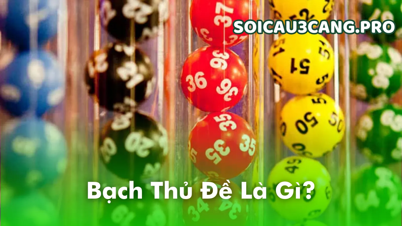 Bạch thủ đề là gì?